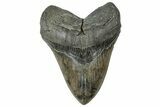 Fossil Megalodon Tooth - South Carolina #315441-1
